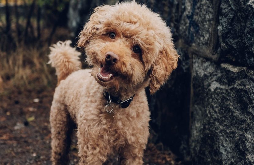 Hundebetreuung Hundebetreuung